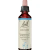 BACHBLÜTEN Chicory Tropfen 20 ml