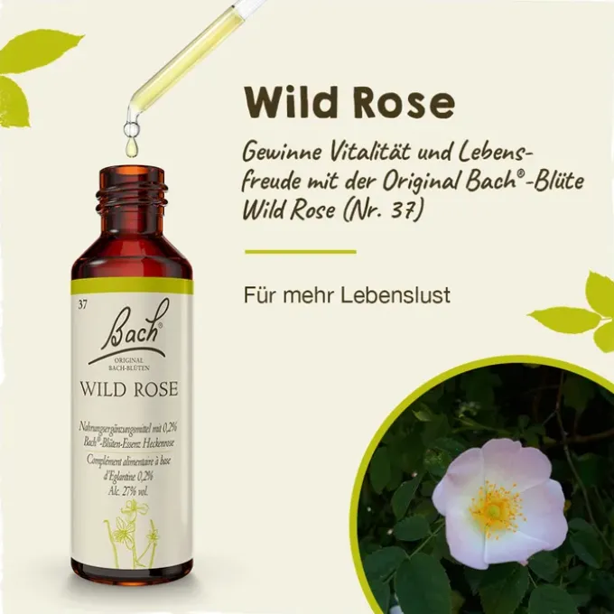 BACHBLÜTEN Wild Rose Tropfen 20 ml