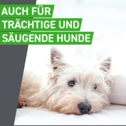 FRONTLINE Combo Spot on Hund M Lsg.z.Auft.a.Haut 3 St