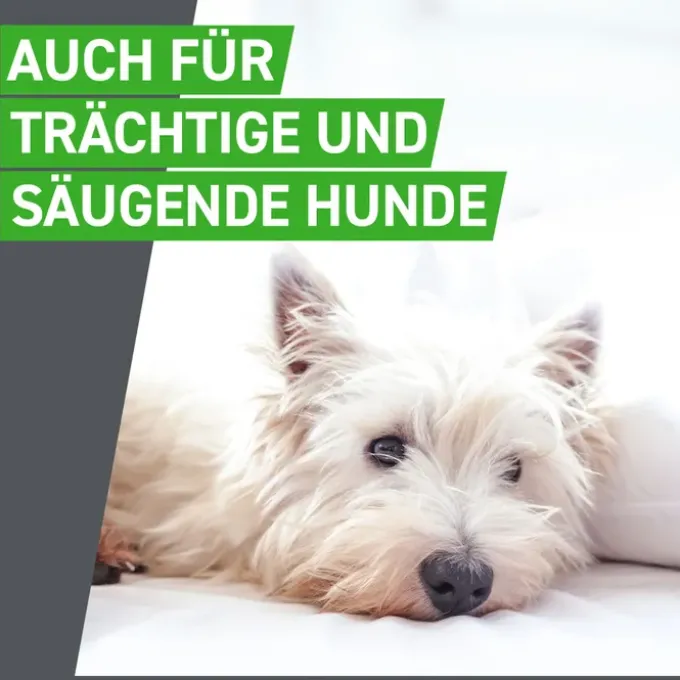 FRONTLINE Combo Spot on Hund S Lsg.z.Auft.a.Haut 3 St