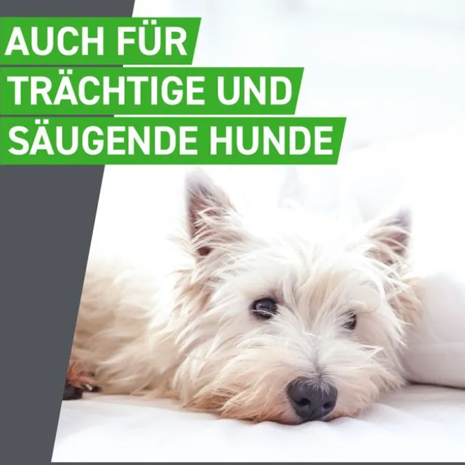FRONTLINE Combo Spot on Hund XL Lsg.z.Auft.a.Haut 3 St