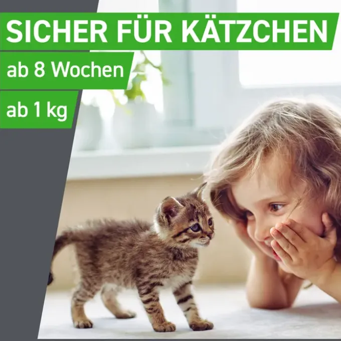 FRONTLINE Combo Spot on Katze Lsg.z.Auft.a.Haut 3 St