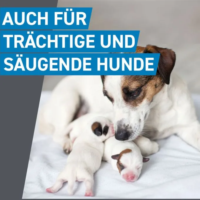FRONTLINE Spot on H 40 Lösung f.Hunde 3 St