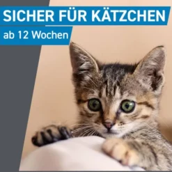 FRONTLINE Spot on K Lösung f.Katzen 3 St