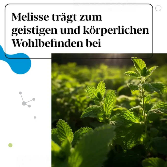 IBEROBIOTICS Zen Kapseln 28 Stück