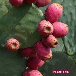 PLANTANA Kaktusfeige Gesichtstuchmaske m.Aloe Vera 1 St