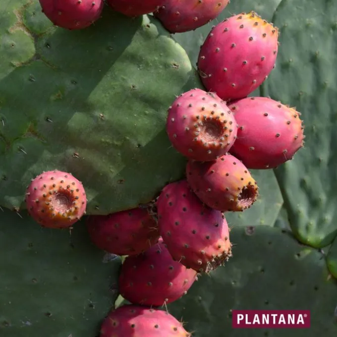 PLANTANA Kaktusfeige Gesichtstuchmaske m.Aloe Vera 1 St