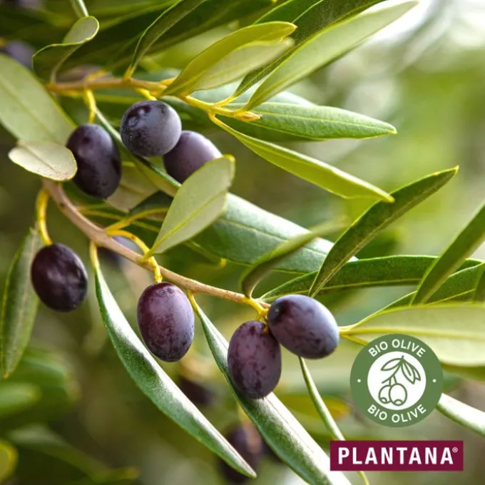 PLANTANA Olive Körpercreme m.Vitamin-E 500 ml