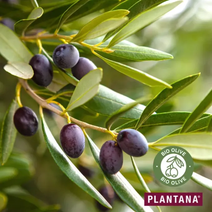 PLANTANA Olive Pflege Duschbad m.Bio-Olive 500 ml