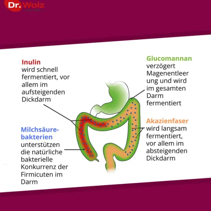 PROBIOCOLON Gewichtsreduktion Dr.Wolz Pulver 315 g